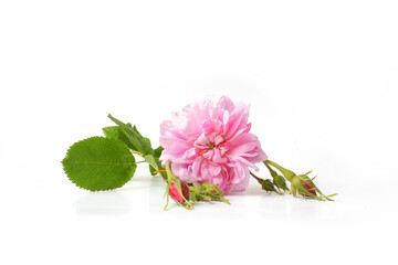 Rosa damascena. Damask rose. Oil-bearing rose. Bulgarian rose oil.	