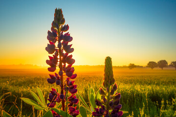 Majestic Twilight Blooms: Lupinus Flower Illuminating the Meadow in Northern Europe