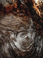 Wooden texture of relic tree