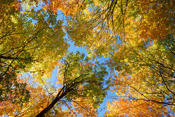 Multicolored tops of tall autumn maples