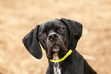 Retrato perro cobrador 