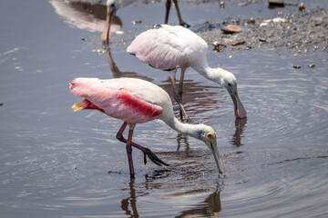 Fototapeta na wymiar Pink Duo: Roseate Spoonbills Foraging in Florida Waters