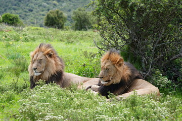 Zwei afrikanische Löwen, ruhend, schlafend, (Panthera leo melanochaita), Südafrika, männlich,...