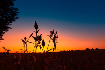 Dawn's Floral Symphony: Silhouetted Summer Flowers in Meadow's Embrace in Northern Europe
