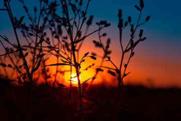 Obraz premium Dawn's Floral Symphony: Silhouetted Summer Flowers in Meadow's Embrace in Northern Europe