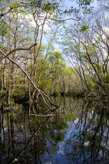 Fototapeta na wymiar Narrow Perspective: Vertical Shot of Florida Black Water Creek