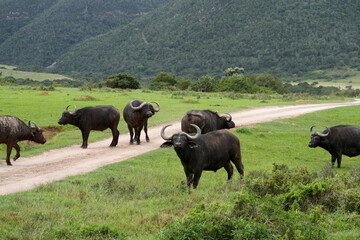 Kaffernbüffel (Syncerus caffer), Schwarzbüffel, Afrikanischer Büffel, Steppenbüffel an einem Weg, Safari, Savanne, Grasland, Afrika, Südafrika
