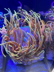 Fototapeta na wymiar coral reef anemone
