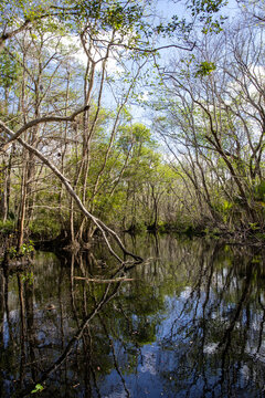 Narrow Perspective: Vertical Shot of Florida Black Water Creek