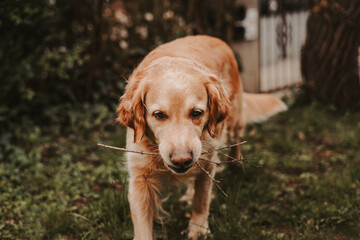 old senior golden retriever playing with a stick, wood outside