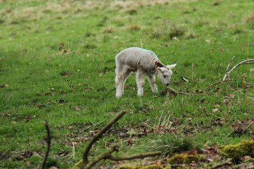 Obraz na płótnie Canvas A Newly Born Baby Lamb on a Rough Meadow Field.