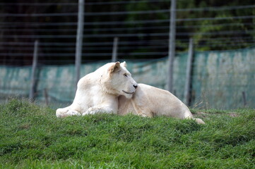 Weißer Löwe (Panthera leo melanochaita), Löwin, weiblich, Savanne, Südafrika, Afrika, Safari,...