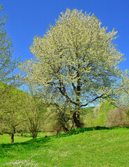 Blooming  tree on meadow. Spring landscape.