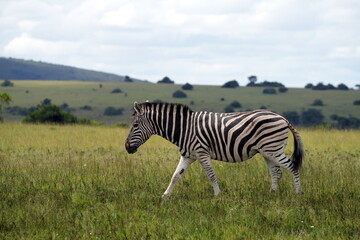 Laufendes Steppenzebra (Equus quagga burchelli), Zebra, Afrika, Südafrika, Safari