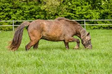 Fototapeta na wymiar A grazing brown horse on fresh green meadow