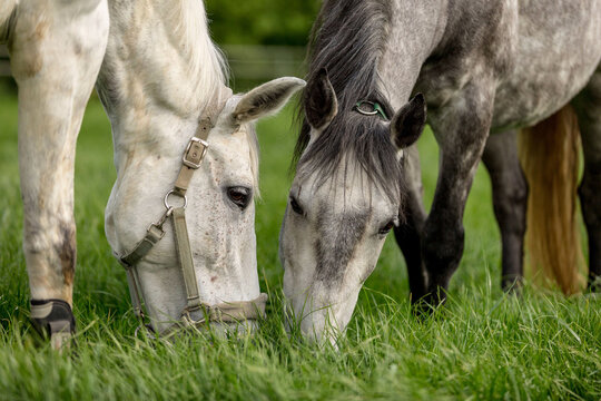 close-up of two grazing horses on fresh green meadow