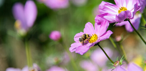 Honey bee collecting pollen on cosmos flower