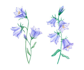 Set of wildflowers blue bells with stems and leaves on a white background. A delicate hand-drawn watercolor illustration.