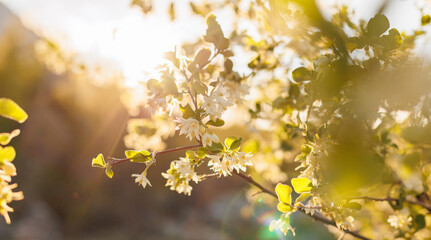 flowering tree against the backdrop of sunset.  abstract spring background