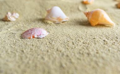 Seashells and stars in the sand. Summer still life.