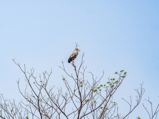 open billed bird on branch tree