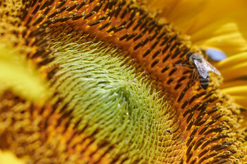 honey bee flies around the sun flower collecting nectar in spring time