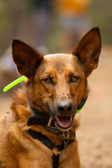 Mestizo pastor y podenco