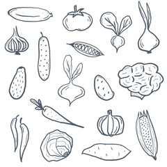 Doodle vegetables, hand drawn set of veggies, tomato, broccoli,corn, avocado, onion, carrot, potato, pumpkin, pepper, yam, raddish, cucumber, cabbage.Elements for print, background, kitchen towels