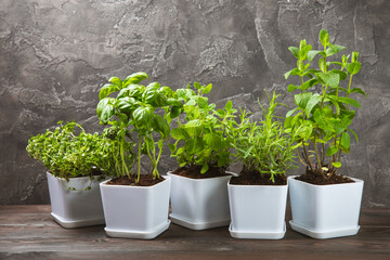 Fresh garden herbs in pots. Rosemary, mint, strawberry, basil, oregano and thyme in white pots. Seedling of spicy spices and herbs. Assorted fresh herbs in a pot. Home aromatic and culinary herbs.