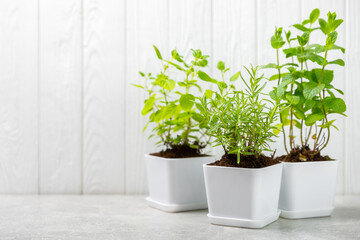 Fresh garden herbs in pots. Rosemary, mint, strawberry, basil, oregano and thyme in white pots....