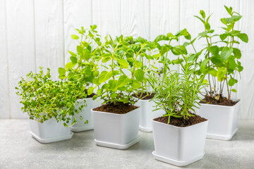 Fresh garden herbs in pots. Rosemary, mint, strawberry, basil, oregano and thyme in white pots. Seedling of spicy spices and herbs. Assorted fresh herbs in a pot. Home aromatic and culinary herbs.
