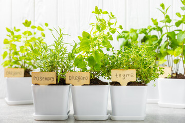 Fresh garden herbs in pots. Rosemary, mint, strawberry, basil, oregano and thyme in white pots....