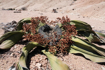 Männliche Pflanze der Welwitschie (Welwitschia mirabilis), Namib-Wüste, Namibia, Afrika