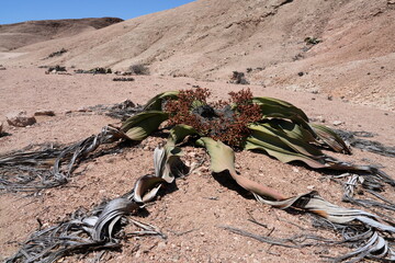 Welwitschie (Welwitschia mirabilis), Pflanze in der Namib-Wüste, Namibia, Afrika, männlich, Wüstenlandschaft