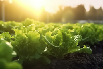 Growing lettuce in rows in a field on a sunny day. Background of fresh lettuce leaves. Closeup Fresh organic green leaves lettuce salad plant. Healthy natural food and vegetable background concept.  - obrazy, fototapety, plakaty