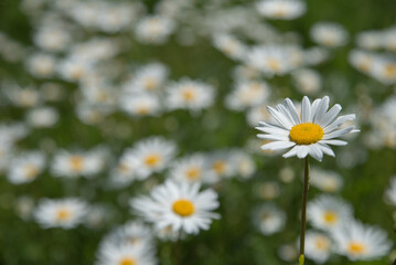 Camomile flowers surrounded by green grass, beautiful white daisy field in selective focus