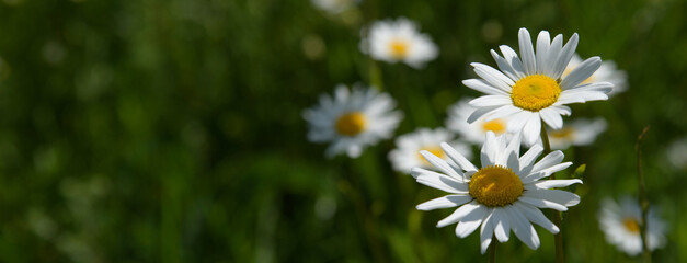 Chamomile flower surrounded by green grass, beautiful white daisy in selective focus, panoramic, place for text