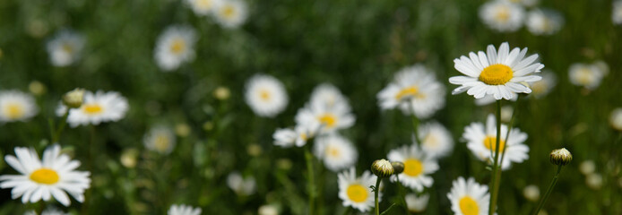 Chamomile flower surrounded by green grass, beautiful white daisy in selective focus, panoramic, place for text