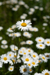 Fototapeta premium Camomile flowers surrounded by green grass, beautiful white daisy field in selective focus