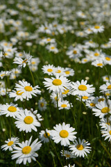 Beautiful white daisy field, selective focus, background photograph