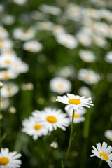 Fototapeta premium Camomile flowers surrounded by green grass, beautiful white daisy field in selective focus