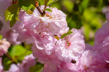 Close up view of blossoming sakura flowers. Pink cherry flowers. Floral background.