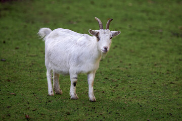Naklejka na ściany i meble Cute goat on a green meadow.