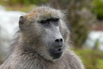 Portrait, Gesicht, Bärenpavian, Tschakma (Papio ursinus), Pavian, Afrika, Südafrika, Kap, Cape Point 