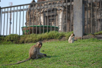 Spirited Simians: The Enchanting Monkey Kingdom