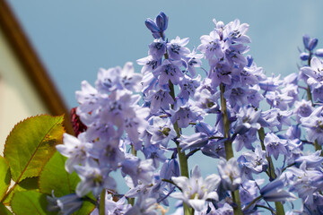 stems and flowers of Hyacinthoides hispanica and rose leafs with blue sky in background