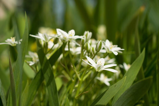 White flowers and leaves of Anthericum liliago. Spring flower bed.