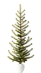 Fir tree isolated on white background.