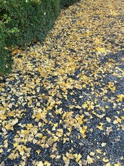 ginkgo biloba fallen leaves in autumn, known as ginkgo or gingko, yellow leaves on grey stone background