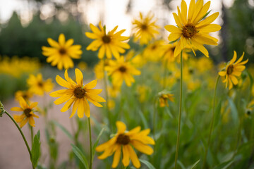 Sunflower Blossoms with dirt trail in background